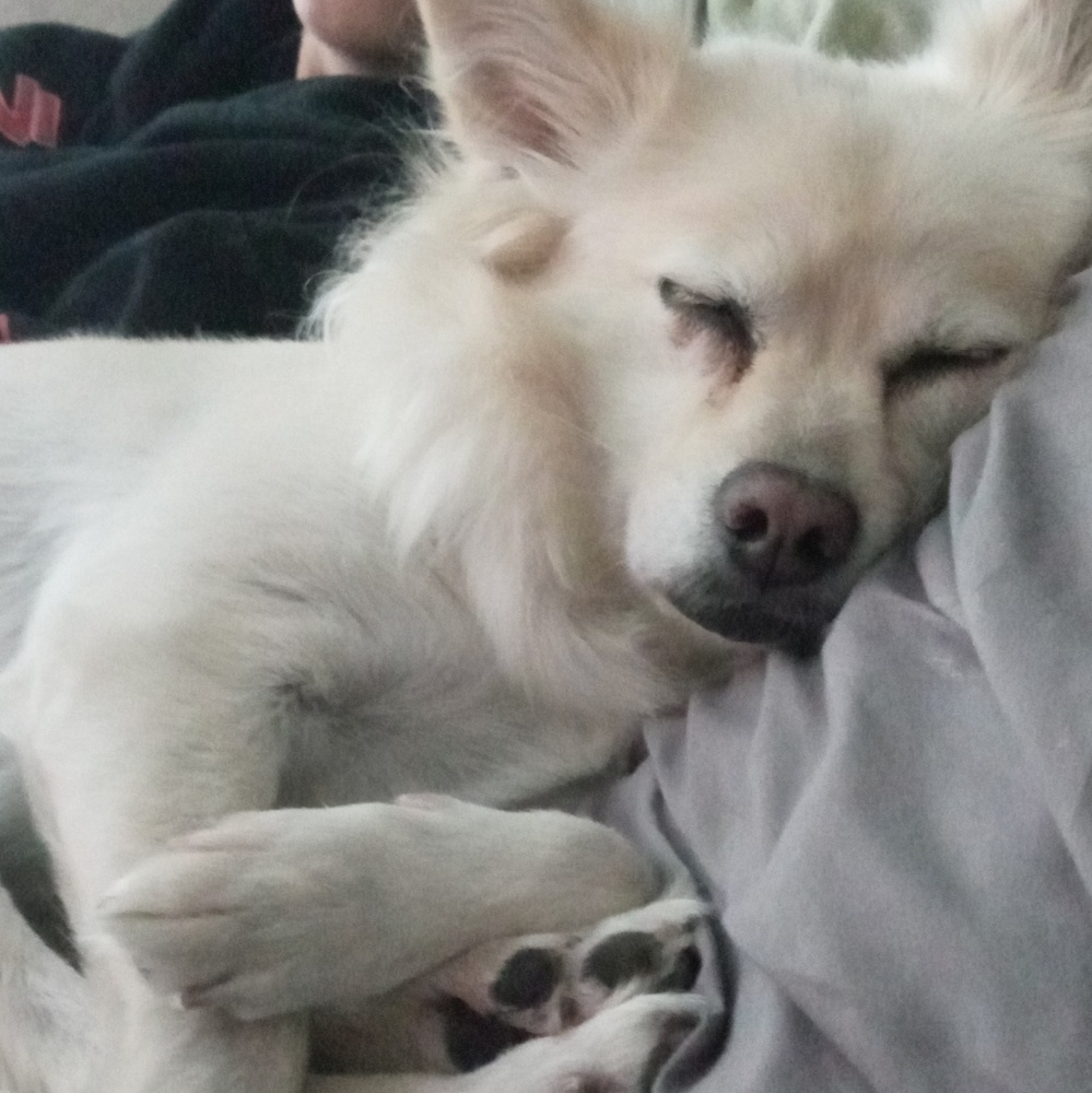 Meet your Posher, Bella